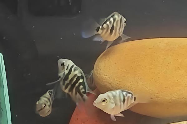 鹦鹉鱼养几条合适,根据鱼缸的大小来决定