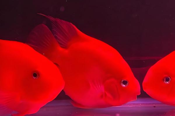 鹦鹉鱼养几条合适,根据鱼缸的大小来决定