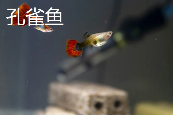 草鱼和孔雀鱼可以混养吗，不能一起混养