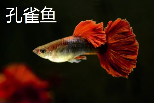 草鱼和孔雀鱼可以混养吗，不能一起混养