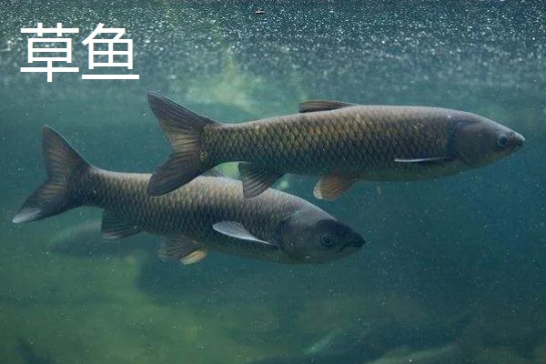 草鱼和孔雀鱼可以混养吗，不能一起混养