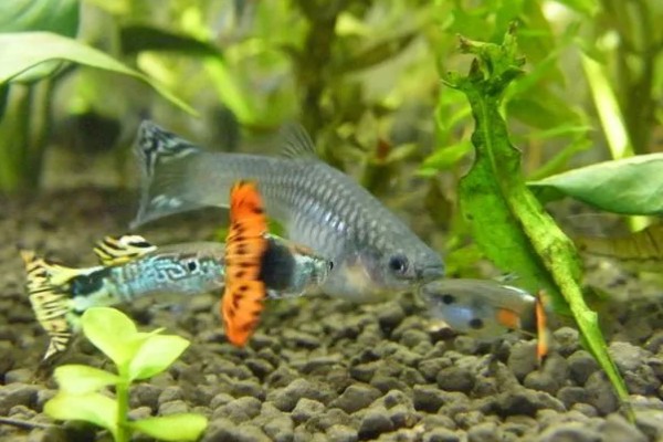 草鱼和孔雀鱼可以混养吗，不能一起混养