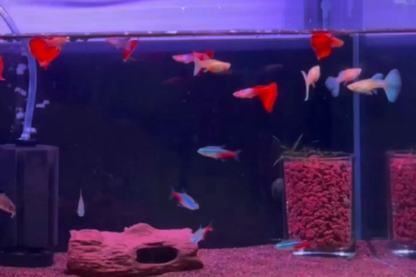 草鱼和孔雀鱼可以混养吗，不能一起混养