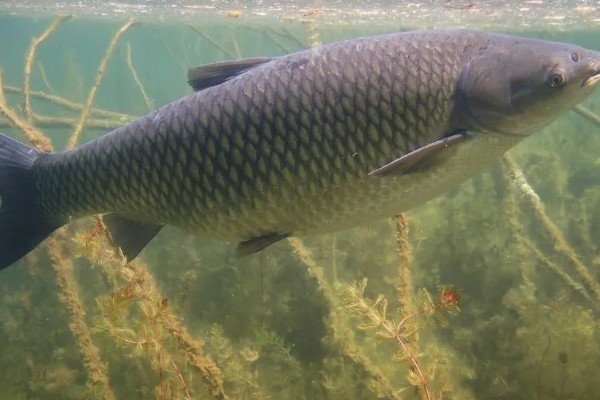 草鱼和孔雀鱼可以混养吗，不能一起混养