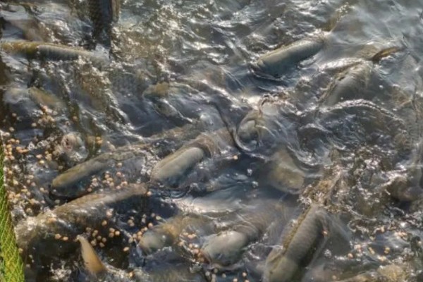 草鱼和孔雀鱼可以混养吗，不能一起混养