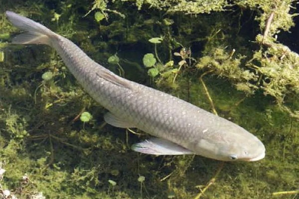 草鱼和孔雀鱼可以混养吗，不能一起混养