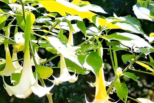 曼陀罗的象征意义，寓意死亡、永久等