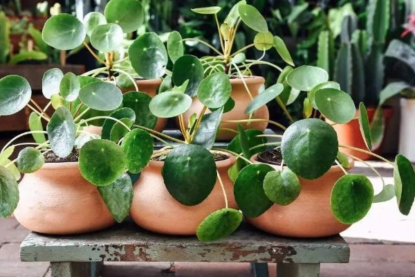 镜面草叶子卷曲怎么办，要及时施加磷钾肥