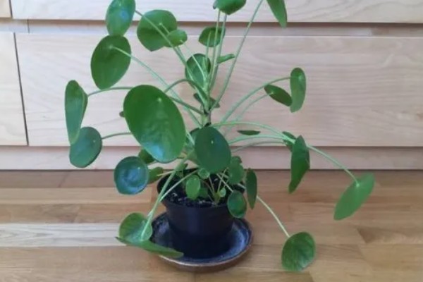 镜面草叶子卷曲怎么办，要及时施加磷钾肥