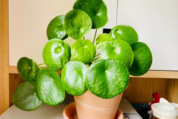 镜面草叶子卷曲怎么办，要及时施加磷钾肥