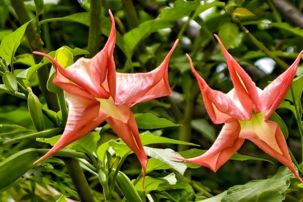 曼陀罗的象征意义，寓意死亡、永久等