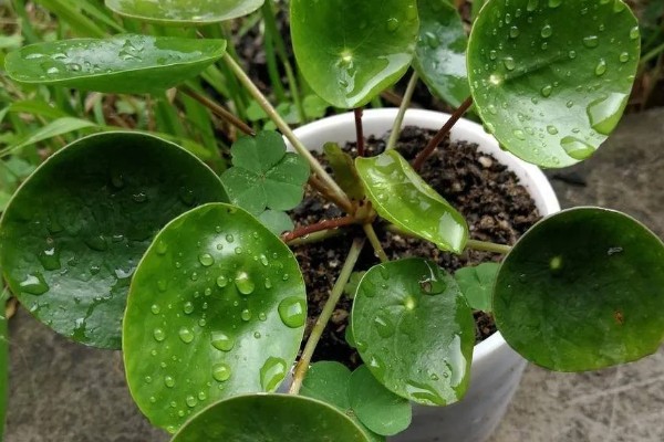 镜面草叶子卷曲怎么办，要及时施加磷钾肥