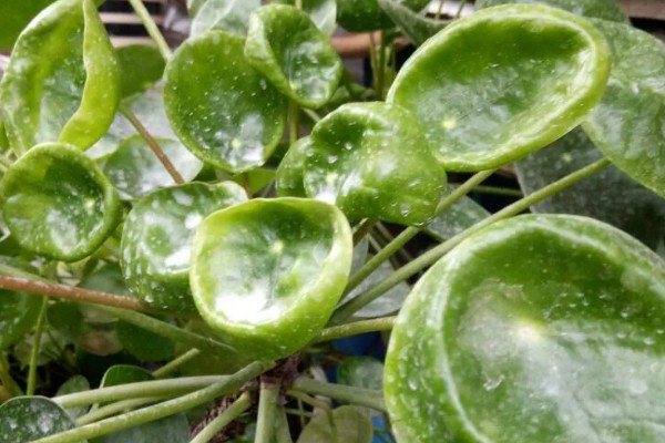 镜面草叶子卷曲怎么办，要及时施加磷钾肥