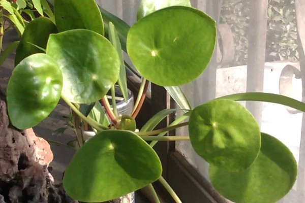 镜面草叶子卷曲怎么办，要及时施加磷钾肥