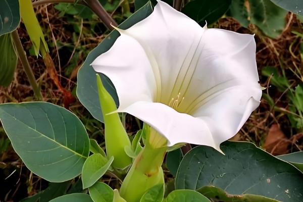 曼陀罗的象征意义，寓意死亡、永久等