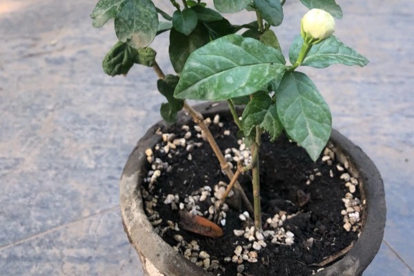 夏季茉莉花如何养殖，要放在光照充足的地方养护