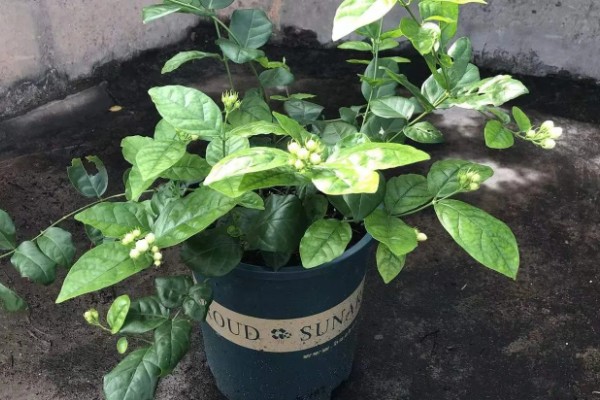 夏季茉莉花如何养殖，要放在光照充足的地方养护