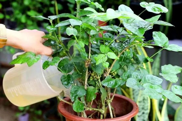 夏季茉莉花如何养殖，要放在光照充足的地方养护
