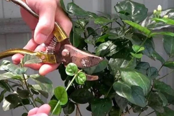 夏季茉莉花如何养殖，要放在光照充足的地方养护