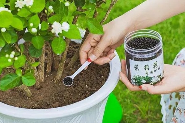 夏季茉莉花如何养殖，要放在光照充足的地方养护