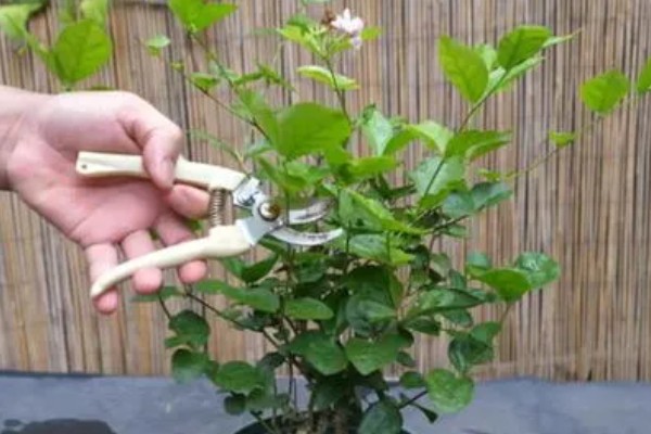 夏季茉莉花如何养殖，要放在光照充足的地方养护