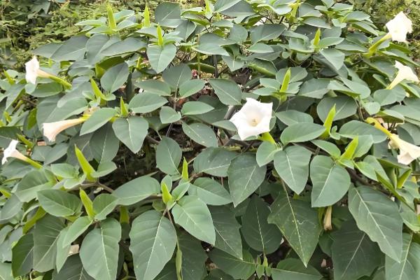 曼陀罗的象征意义，寓意死亡、永久等