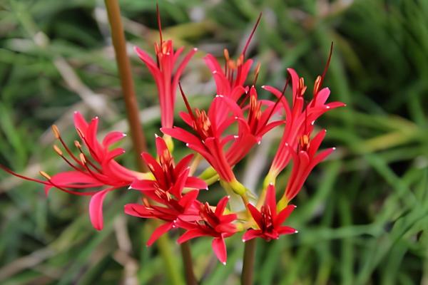 曼陀罗的象征意义，寓意死亡、永久等