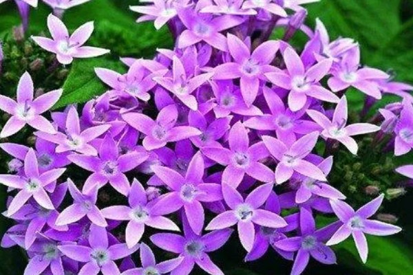 繁星花一年开多少次，一年只开一次