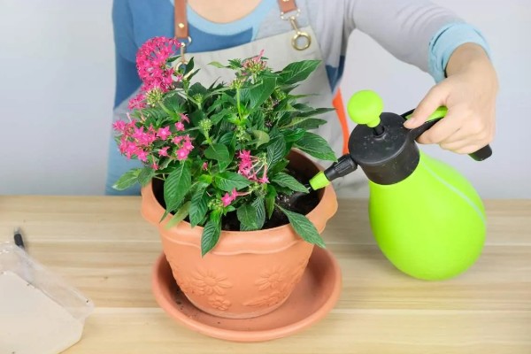 繁星花一年开多少次，一年只开一次