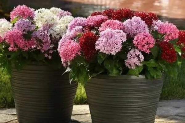 繁星花一年开多少次，一年只开一次