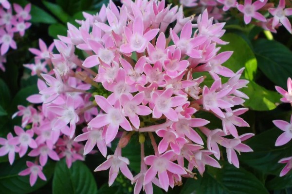 繁星花一年开多少次，一年只开一次