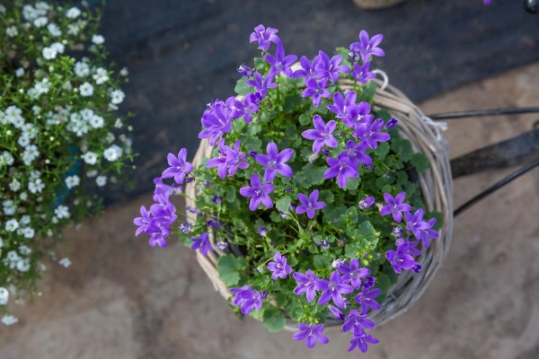 繁星花一年开多少次，一年只开一次