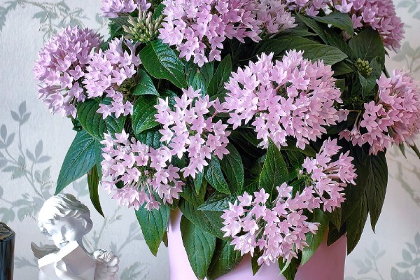 繁星花一年开多少次，一年只开一次