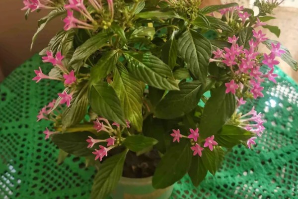 繁星花一年开多少次，一年只开一次