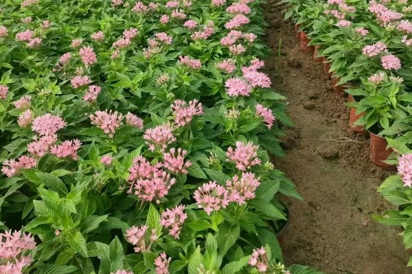 繁星花一年开多少次，一年只开一次