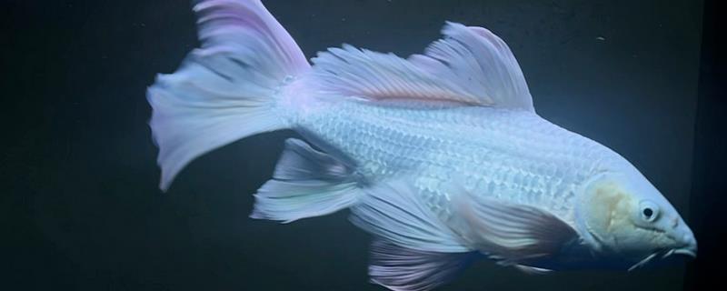 蝴蝶鲤的寓意，象征着富贵、吉祥、健康等