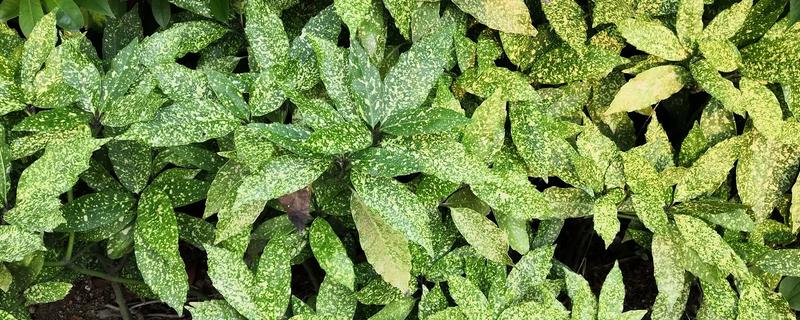 花叶青木可以养在室内吗，可以养在室内