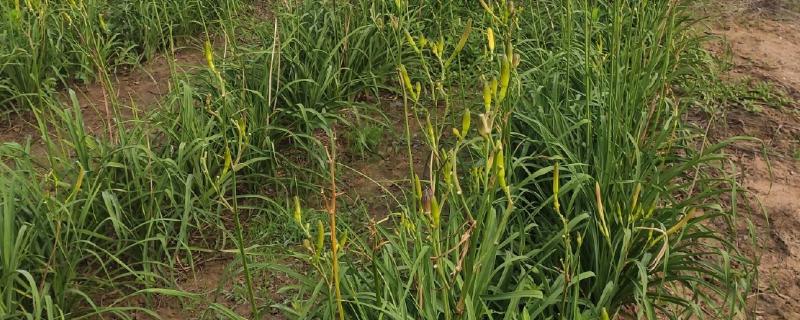 无公害黄花菜的管理方法，7-8月份注意浇水保湿