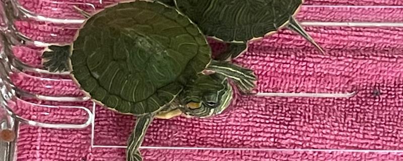 巴西龟是巴西的吗，不是所有的巴西龟都是巴西的