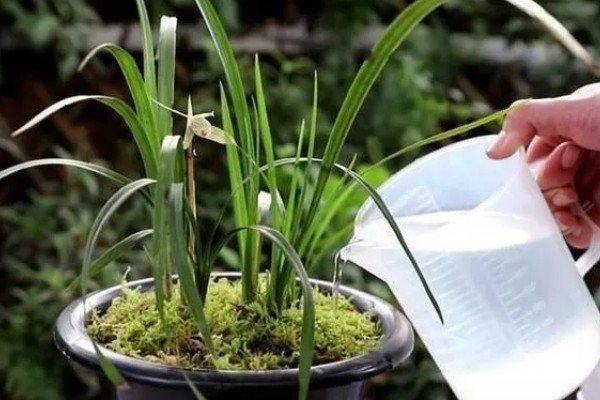 阿司匹林怎么浇兰花，生长期间隔一个月浇一次