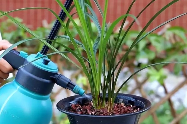 阿司匹林怎么浇兰花，生长期间隔一个月浇一次