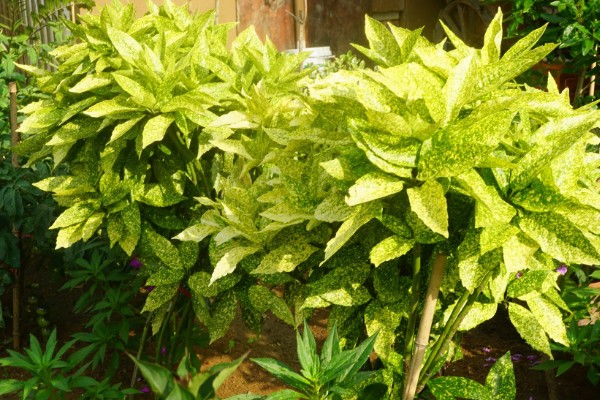 花叶青木可以养在室内吗，可以养在室内