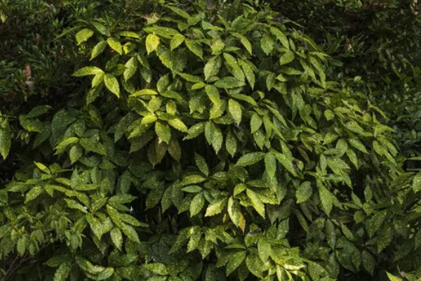 花叶青木可以养在室内吗，可以养在室内