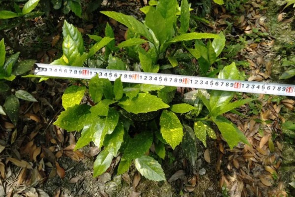 花叶青木可以养在室内吗，可以养在室内