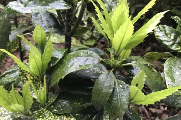 花叶青木可以养在室内吗，可以养在室内