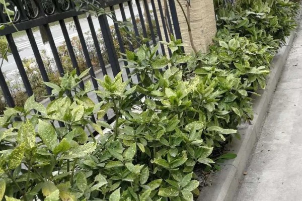 花叶青木可以养在室内吗，可以养在室内