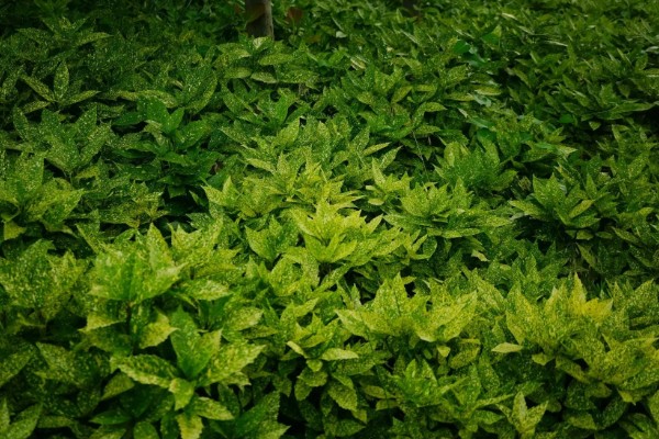 花叶青木可以养在室内吗，可以养在室内