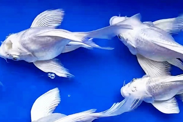 蝴蝶鲤的寓意，象征着富贵、吉祥、健康等