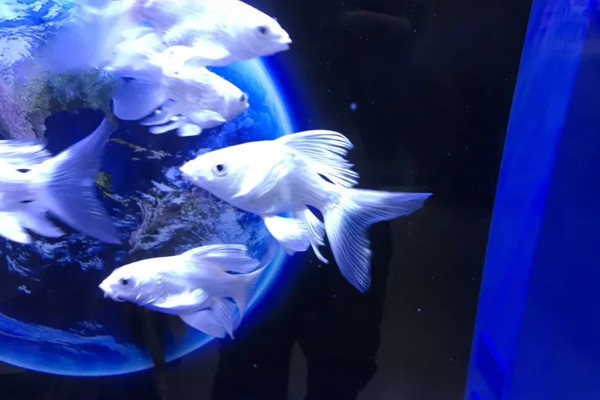 蝴蝶鲤的寓意，象征着富贵、吉祥、健康等