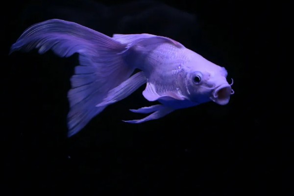 蝴蝶鲤的寓意，象征着富贵、吉祥、健康等